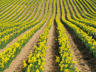 Rows of yellow spring daffodil flowers in an English field.