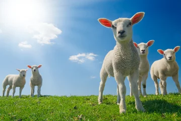 Papier Peint photo Lavable Moutons curious lambs in spring