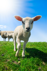 Obraz premium curious lambs in spring