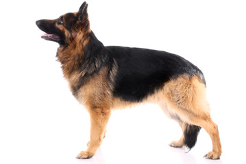 German shepherd on a white background.