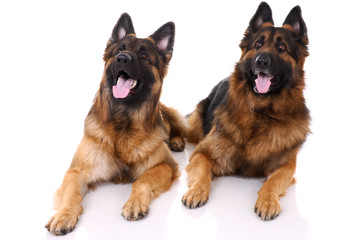 Two german shepherds on a white background.