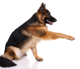 German shepherd on a white background.