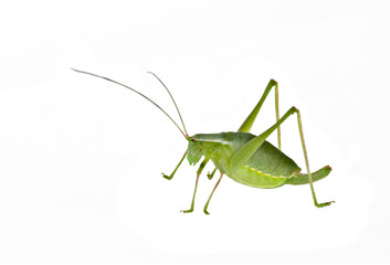 Green female bush-cricket ( long horned grasshopper)