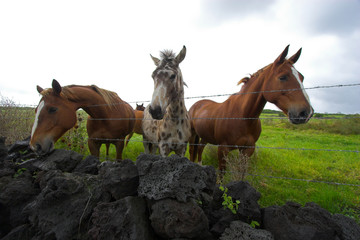 Horses