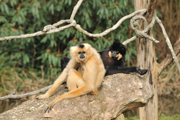 Gibbons im Zoo von Hannover