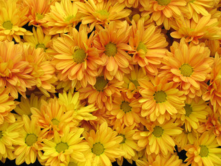 Chrysanthemums