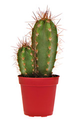 Two Cactus in a Pot