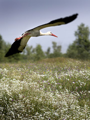 A white stork, the symbol of spring to come