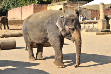 Elefant im Zoo von Hannover