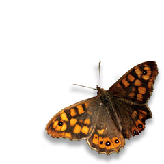 gros papillon
