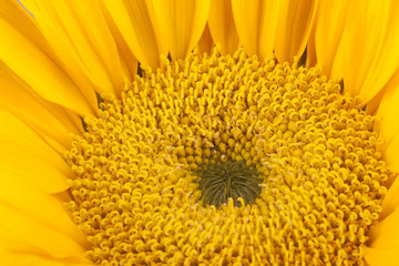 Bright yellow sunflower, shot in studio.