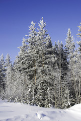 Tree under snow