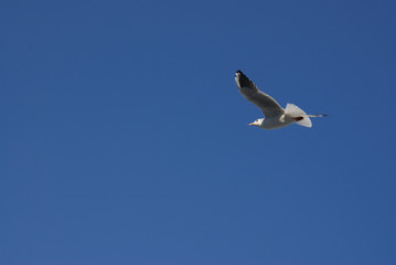 Obraz premium A seagull