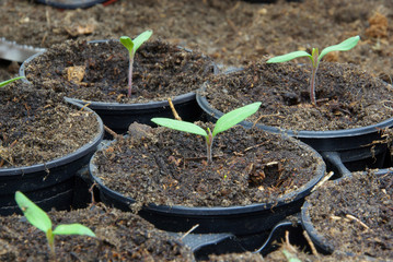 Tomatenpflanze - tomato plant 15