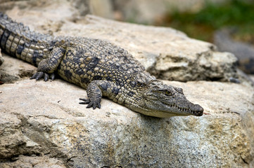 Krokodil im Wasser