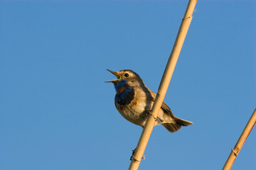 Bluethroat, Luscinia svecica
