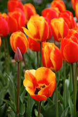 Fototapeta premium Softly colored red-yellow tulips