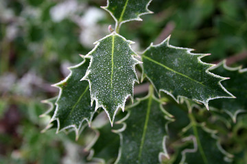 frozen holly