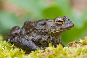 Common Toad (Bufo bufo)
