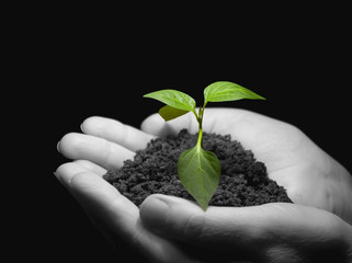 plant in hands
