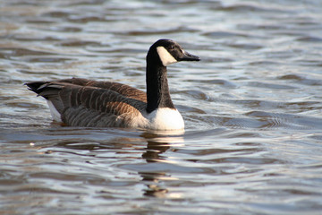 Schwimmende Kanadagans