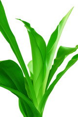 Dracaena Plant