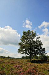 Fototapeta na wymiar tree in heather landscape