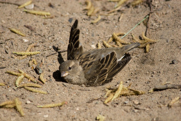 House Sparrow (Passer domesticus)
