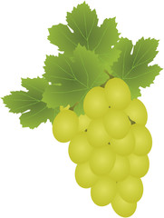 Obraz premium Juicy grape