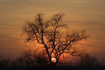 Albero al tramonto