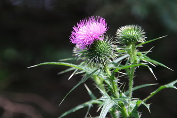 Stock photography ofblooming thistle