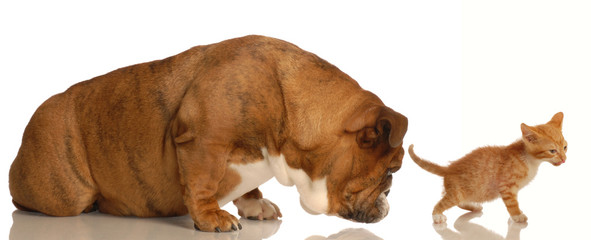 animal behaviour -  bulldog sniffing kittens backside