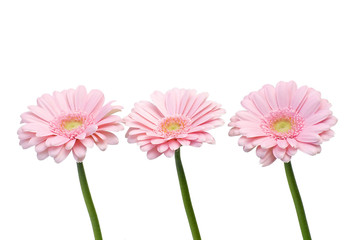 pink gerbers on white background