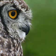 Owl stare