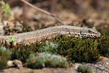 Podarcis muralis