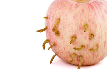 Apple and worm