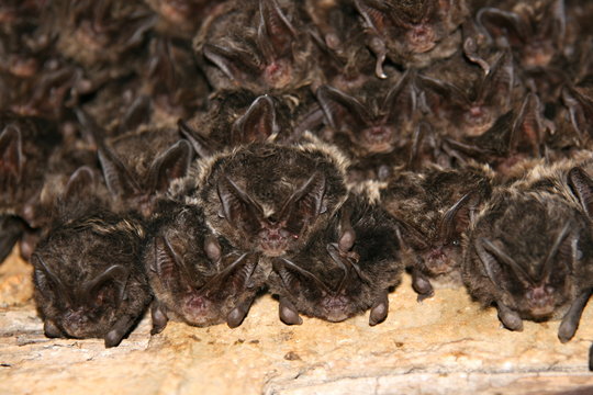 Group of Barbastelle sleep in bunker during winter time