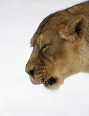Close Up Portrait of Lion on Gray Background