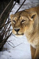 Obraz na płótnie Canvas Close Up Portrait of Lion