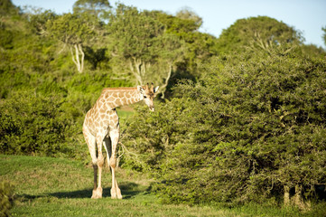 Giraffe beim fressen