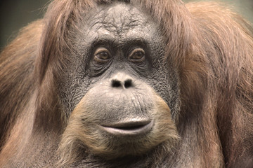 Portrair of Monkey Close Up