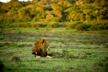 Löwe © Claudia Paulussen