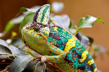 Chameleon