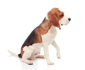 beagle puppy