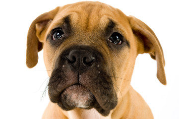 Bull Mastiff puppy isolated on a white background