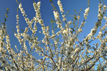 Kirschblüte Valle de Jerte