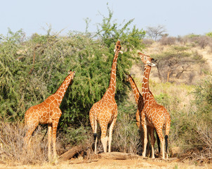 Group of giraffes eating trees