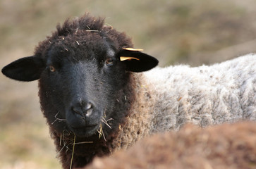 Mouton à tête noire