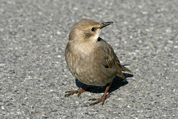 Star, Sturnus vulgaris, Starling