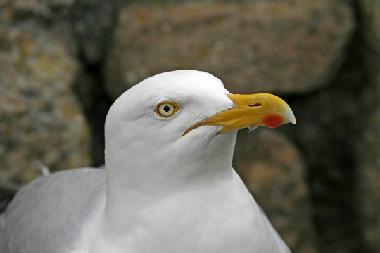 Silbermöwe, Larus argentatus, Herring Gull